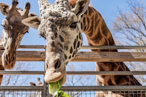 522d660725044ae1866e181c8b9ab74d-Medium